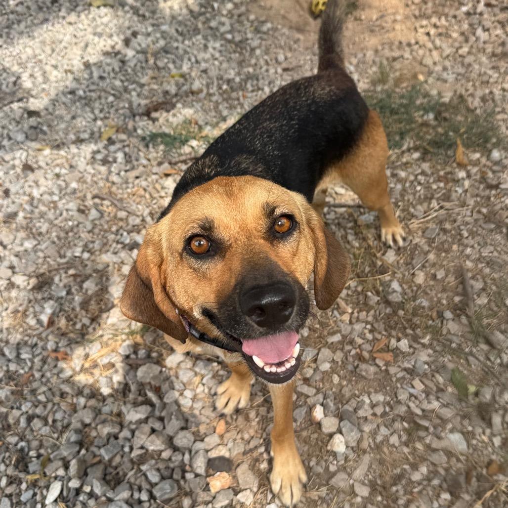 Enlarge Fiona, a Adoptable mixed breed in Pineville, MO image 3/6