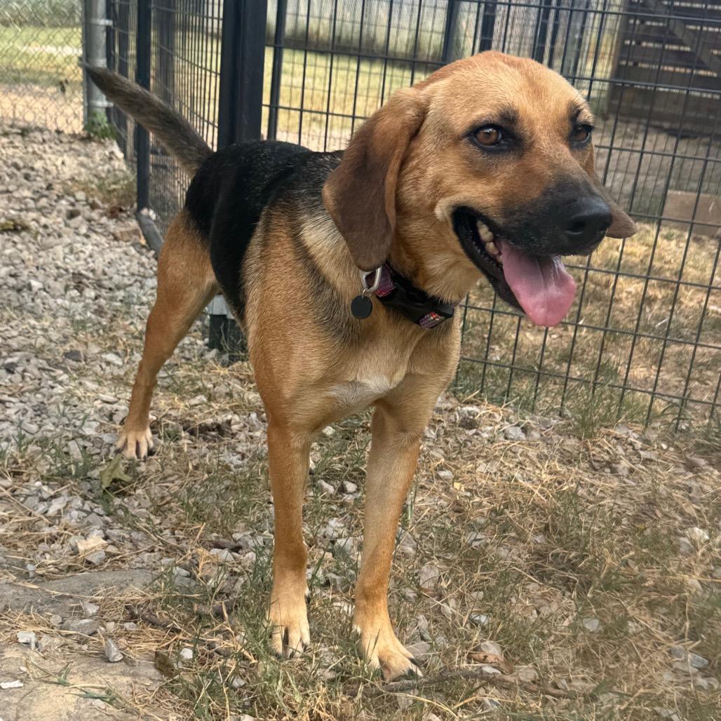Enlarge Fiona, a Adoptable mixed breed in Pineville, MO image 4/6