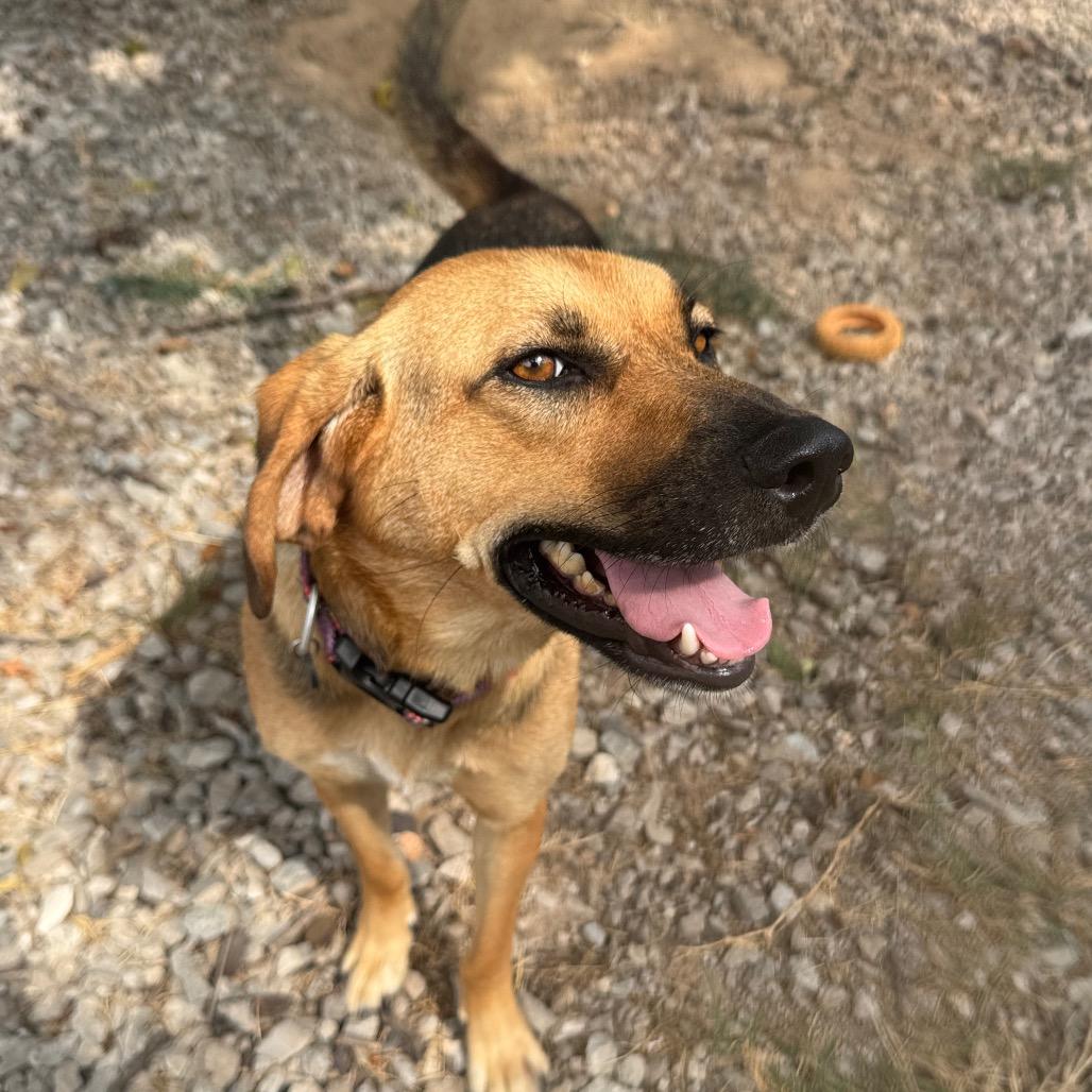 Enlarge Fiona, a Adoptable mixed breed in Pineville, MO image 5/6