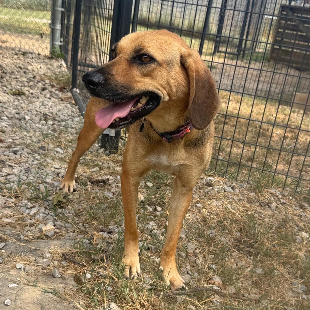 Enlarge Fiona, a Adoptable mixed breed in Pineville, MO image 6/6