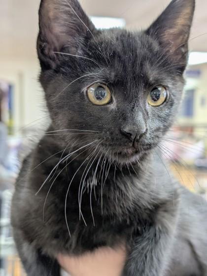 Jambalaya 50908, ADOPTABLE, Kitten Female Domestic Short Hair.