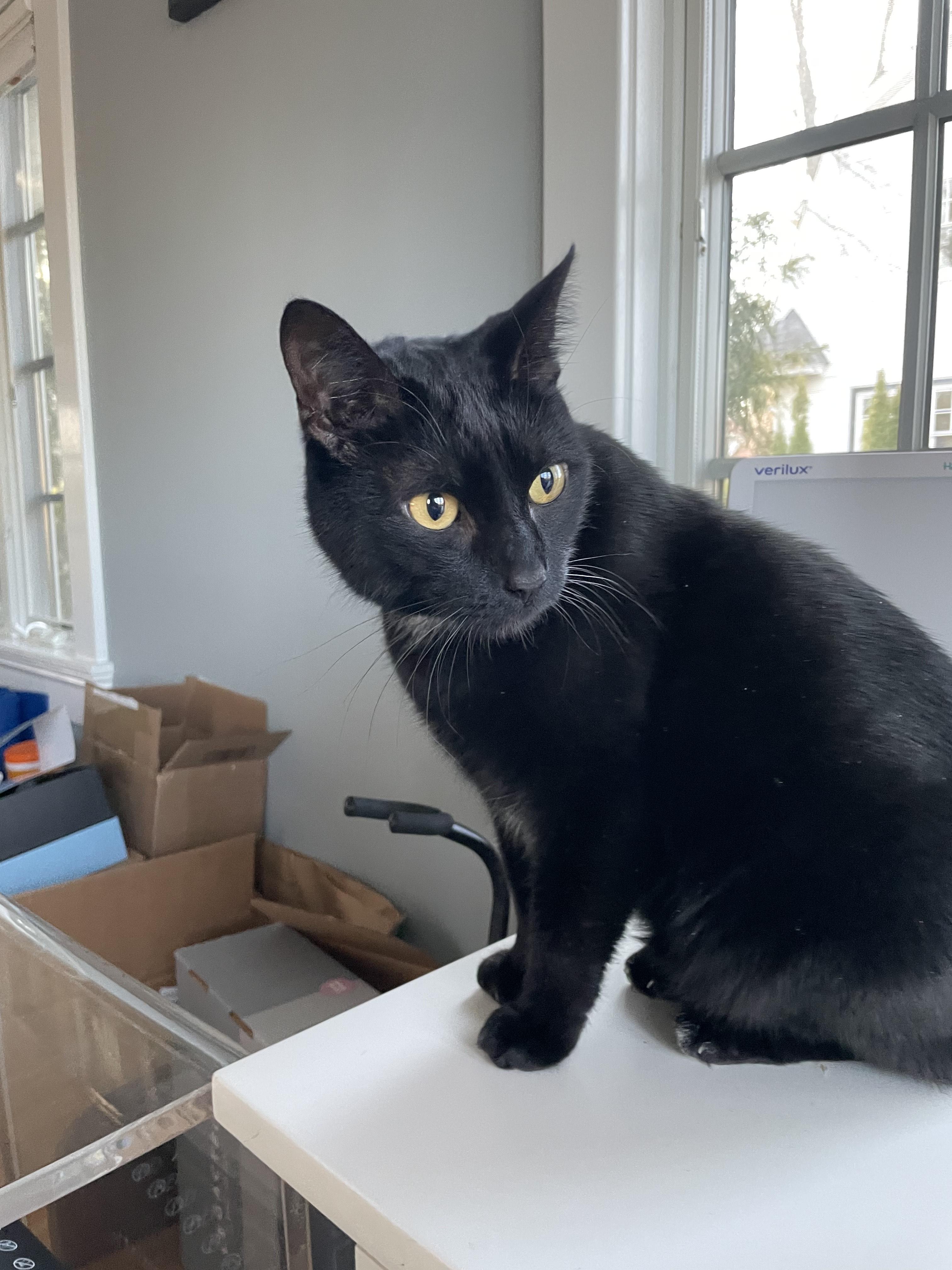 Enlarge Benji, a Adoptable Domestic Short Hair in Long Beach, NY image 2/6