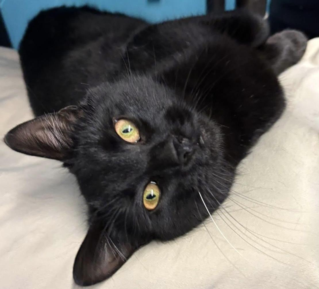 Enlarge Benji, a Adoptable Domestic Short Hair in Long Beach, NY image 4/6