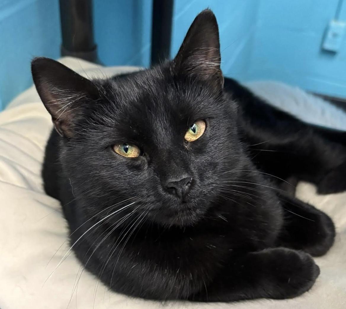 Benji, Adoptable, Adult Male Domestic Short Hair.