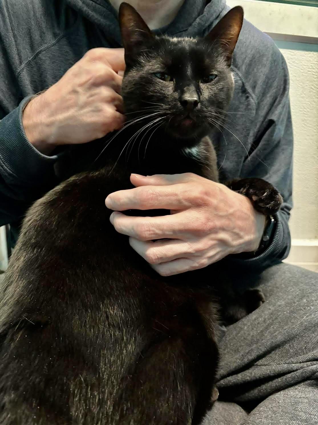 Enlarge Benji, a Adoptable Domestic Short Hair in Long Beach, NY image 5/6