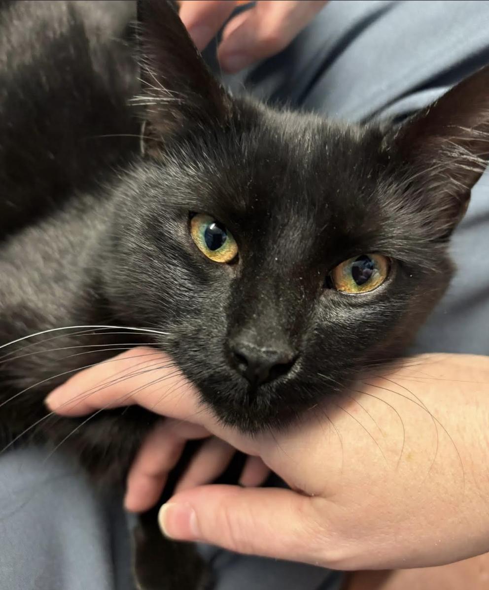 Benji, Adoptable, Adult Male Domestic Short Hair.