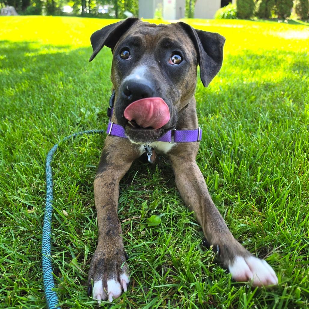 Nova, a Adoptable mixed breed in Middlebury, VT image 3/5