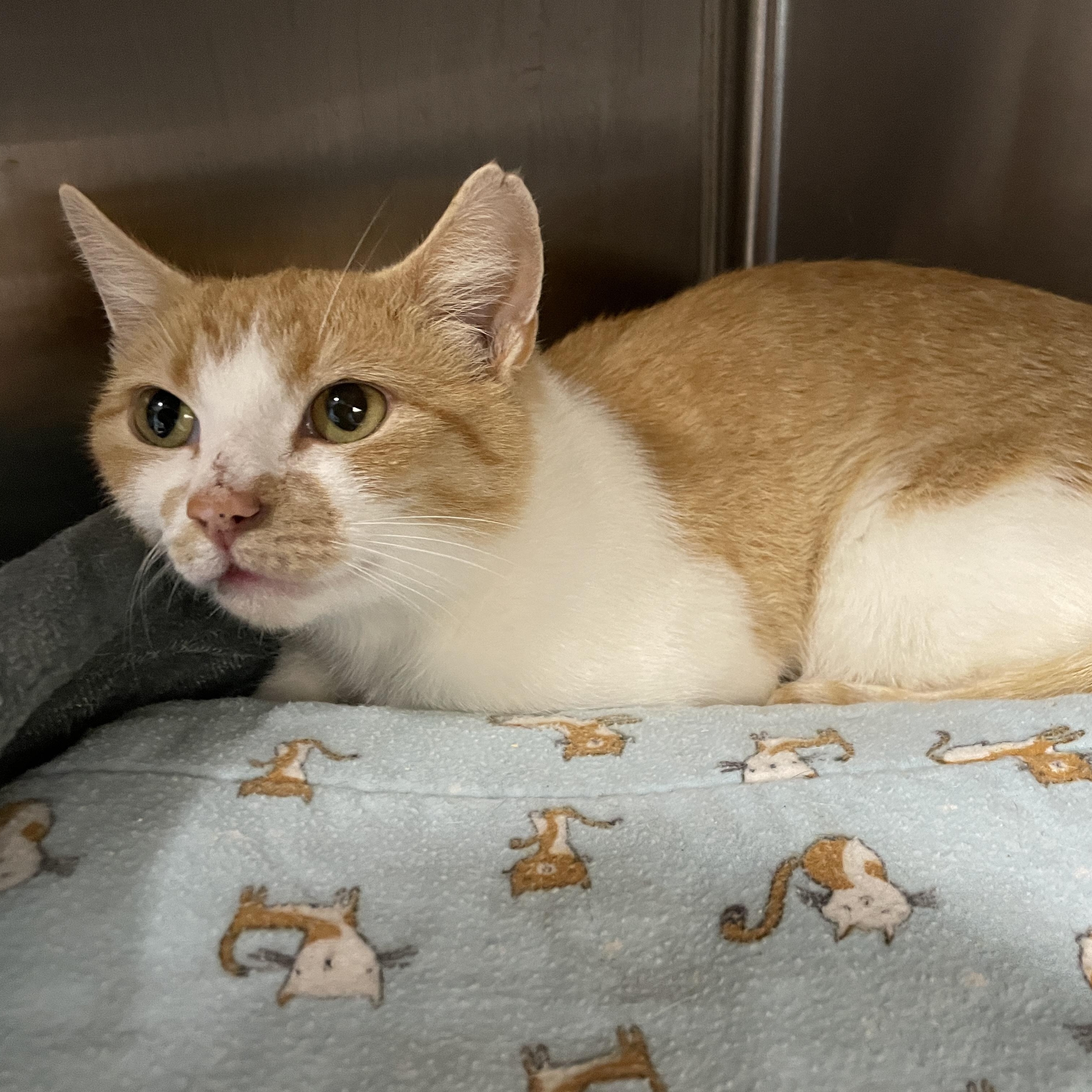 Sweet Potato, a ADOPTABLE Domestic Short Hair in Salt Spring Island, BC image 4/4