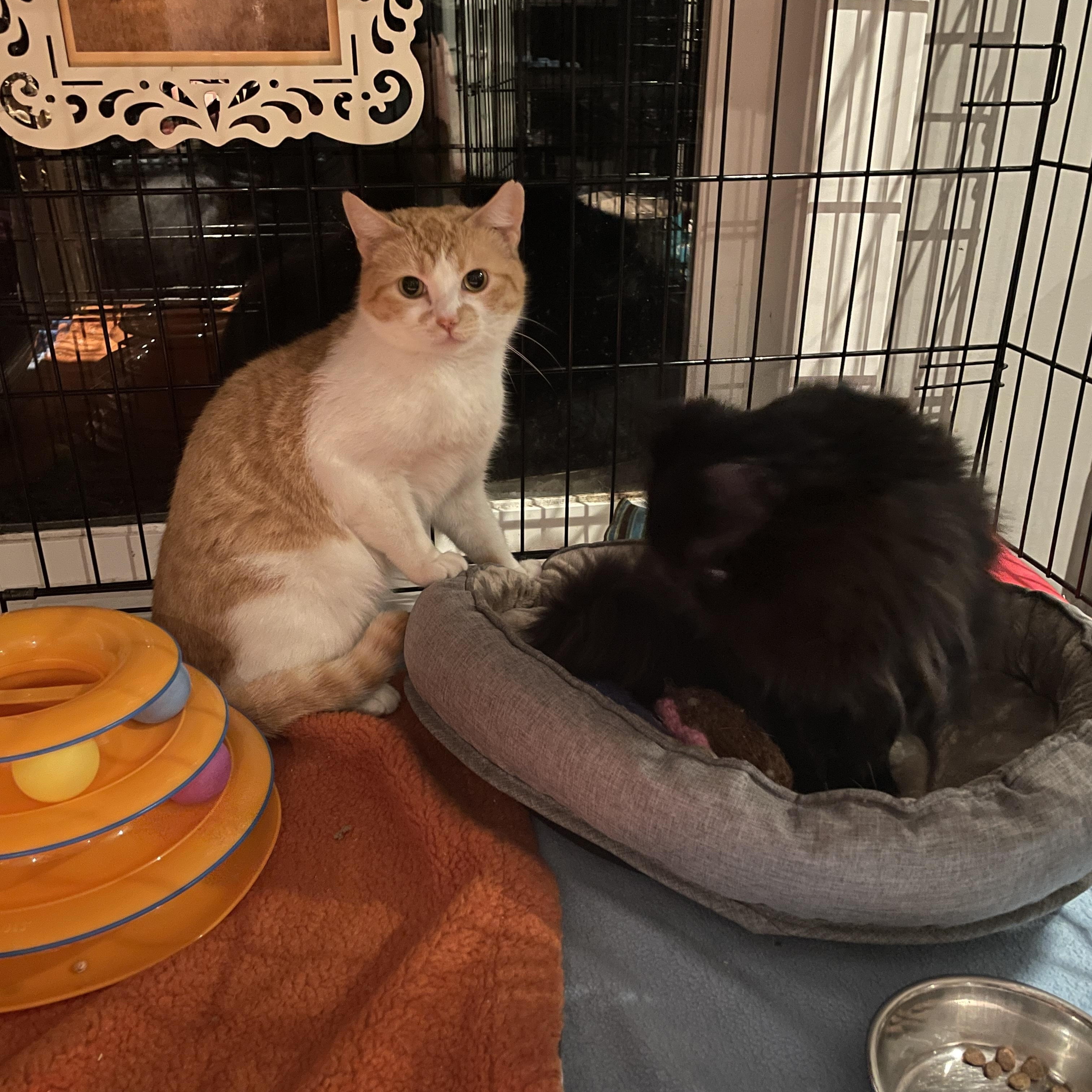 Sweet Potato, a ADOPTABLE Domestic Short Hair in Salt Spring Island, BC image 3/4