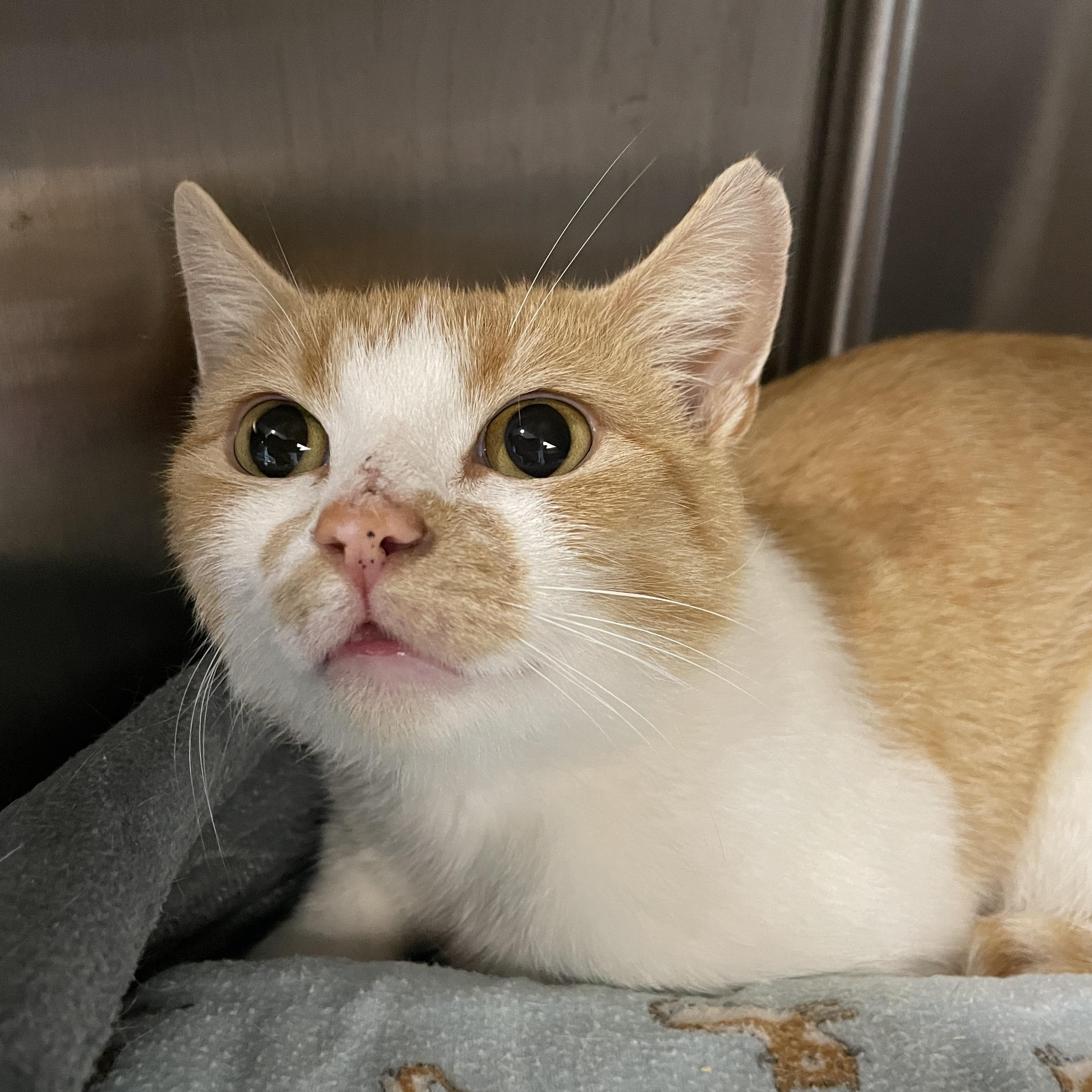 Sweet Potato, ADOPTABLE, Young Female Domestic Short Hair.