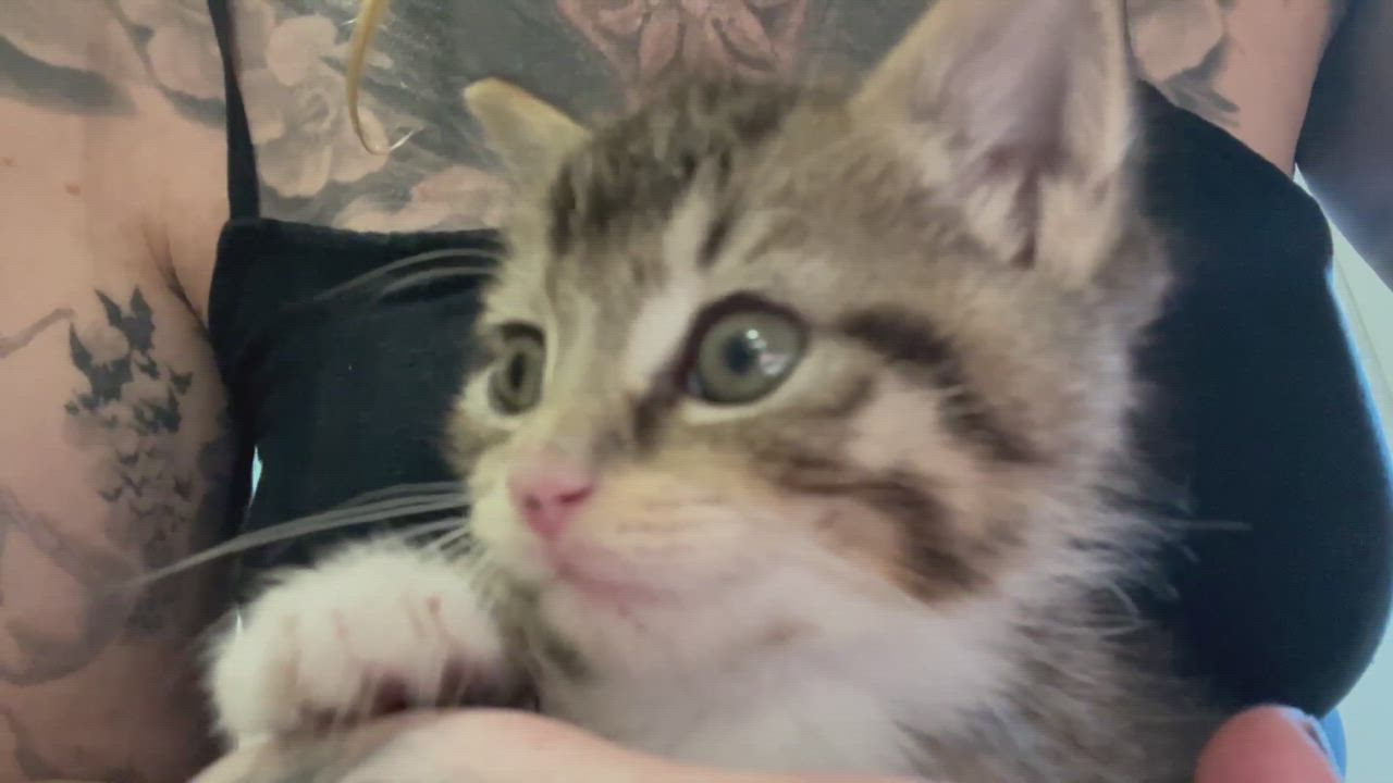 Enlarge Timber, a Adopted Domestic Short Hair in KENTON, DE video 6/11