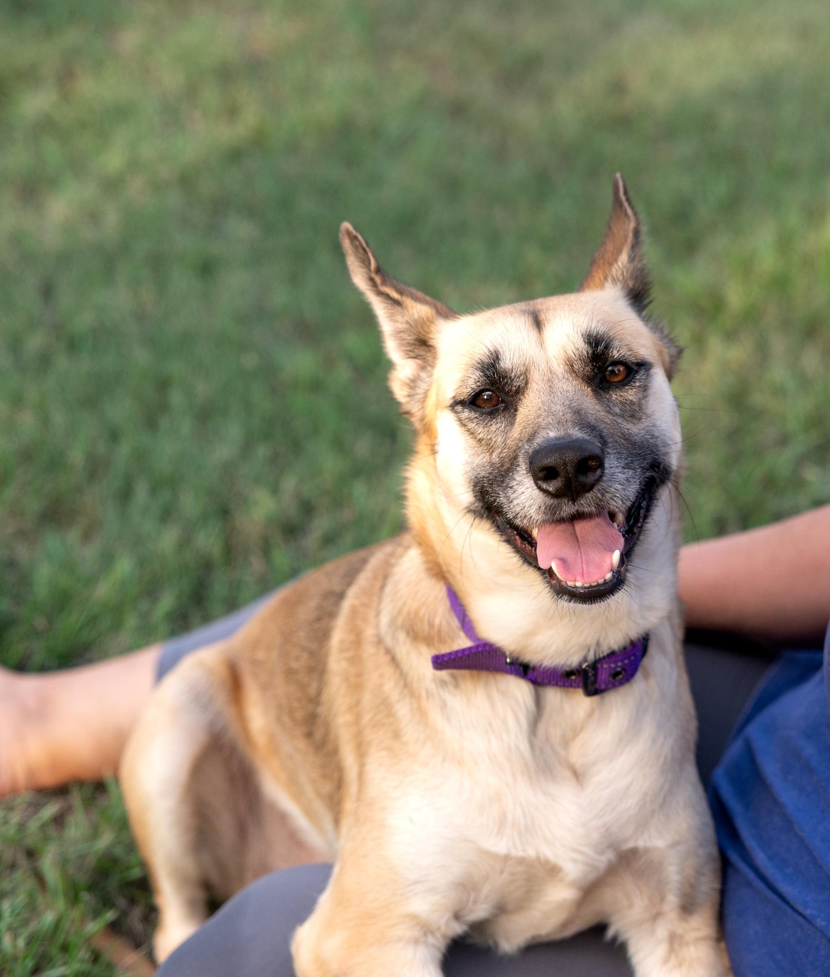 Betsie, Adopted, Young Female German Shepherd Dog.