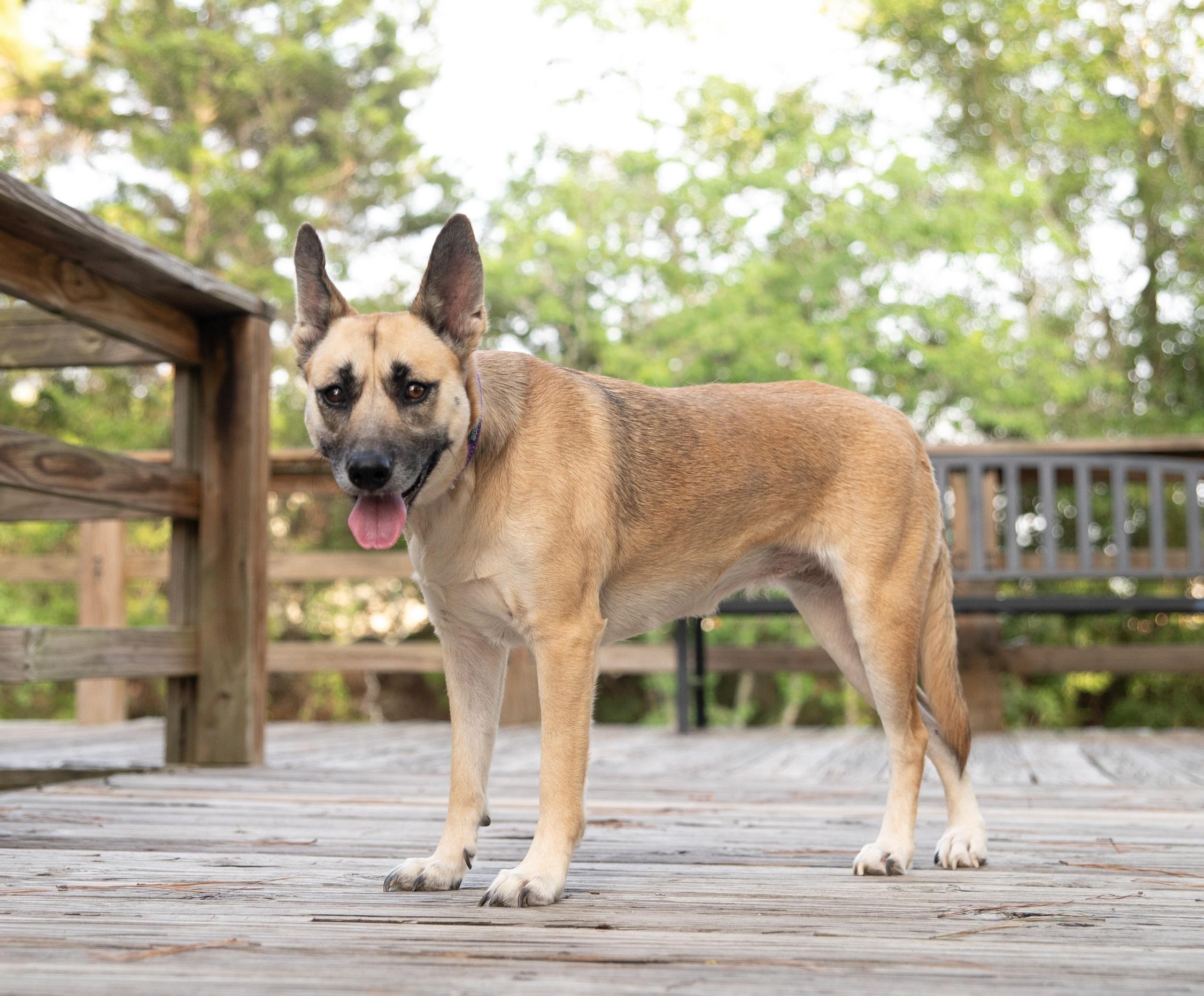 Enlarge Betsie, a Adopted mixed breed in Magnolia, TX image 3/6