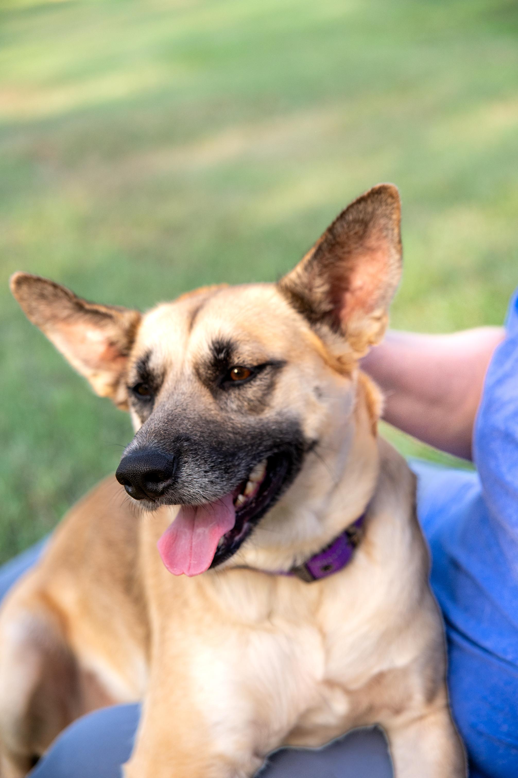 Enlarge Betsie, a Adopted mixed breed in Magnolia, TX image 6/6