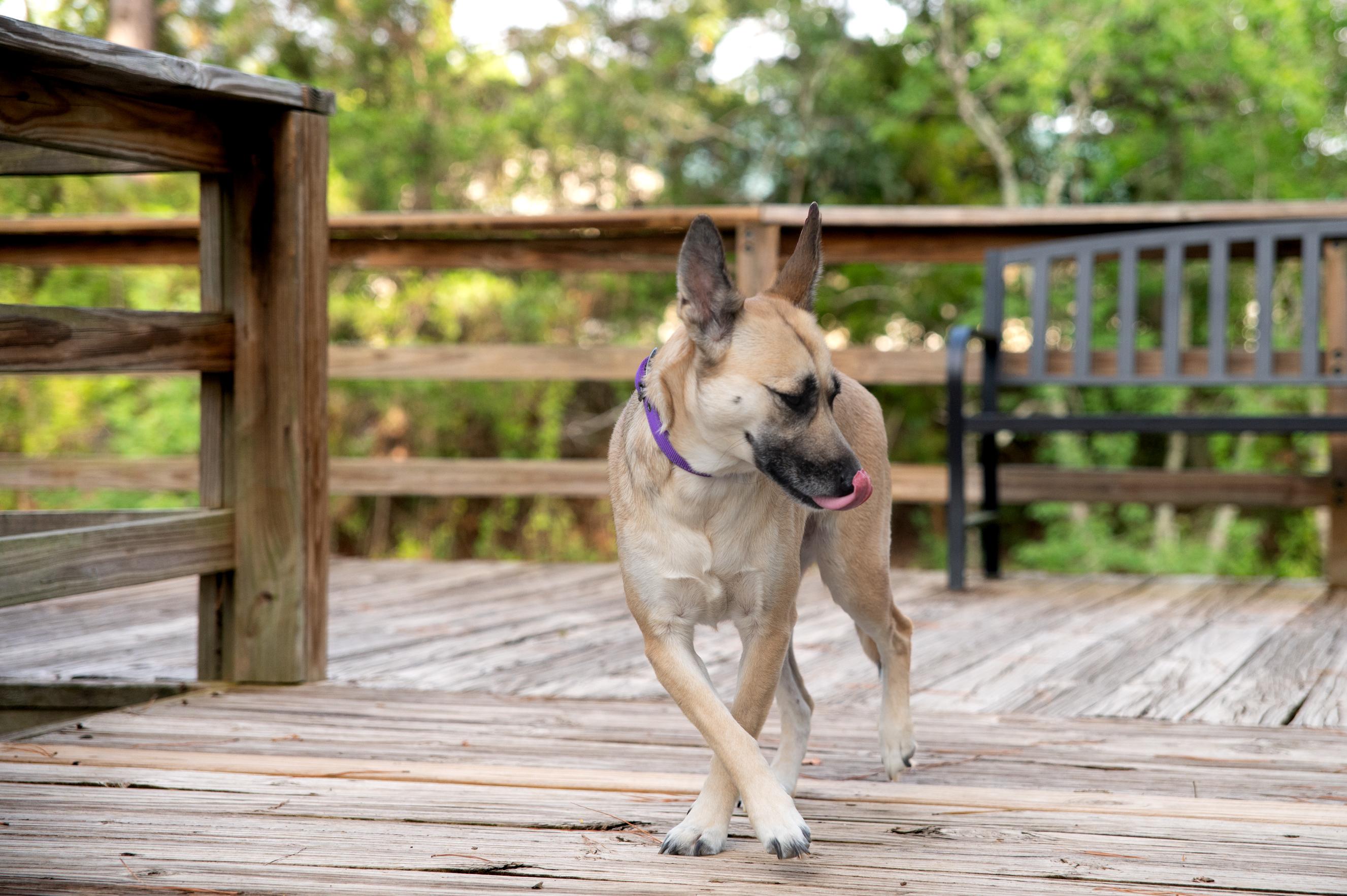 Enlarge Betsie, a Adopted mixed breed in Magnolia, TX image 5/6