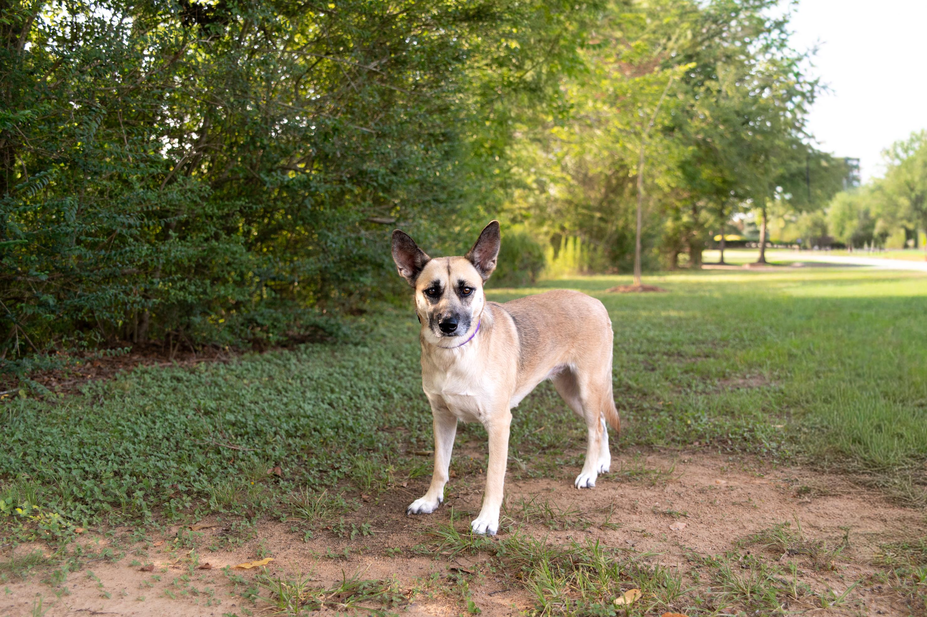 Enlarge Betsie, a Adopted mixed breed in Magnolia, TX image 4/6