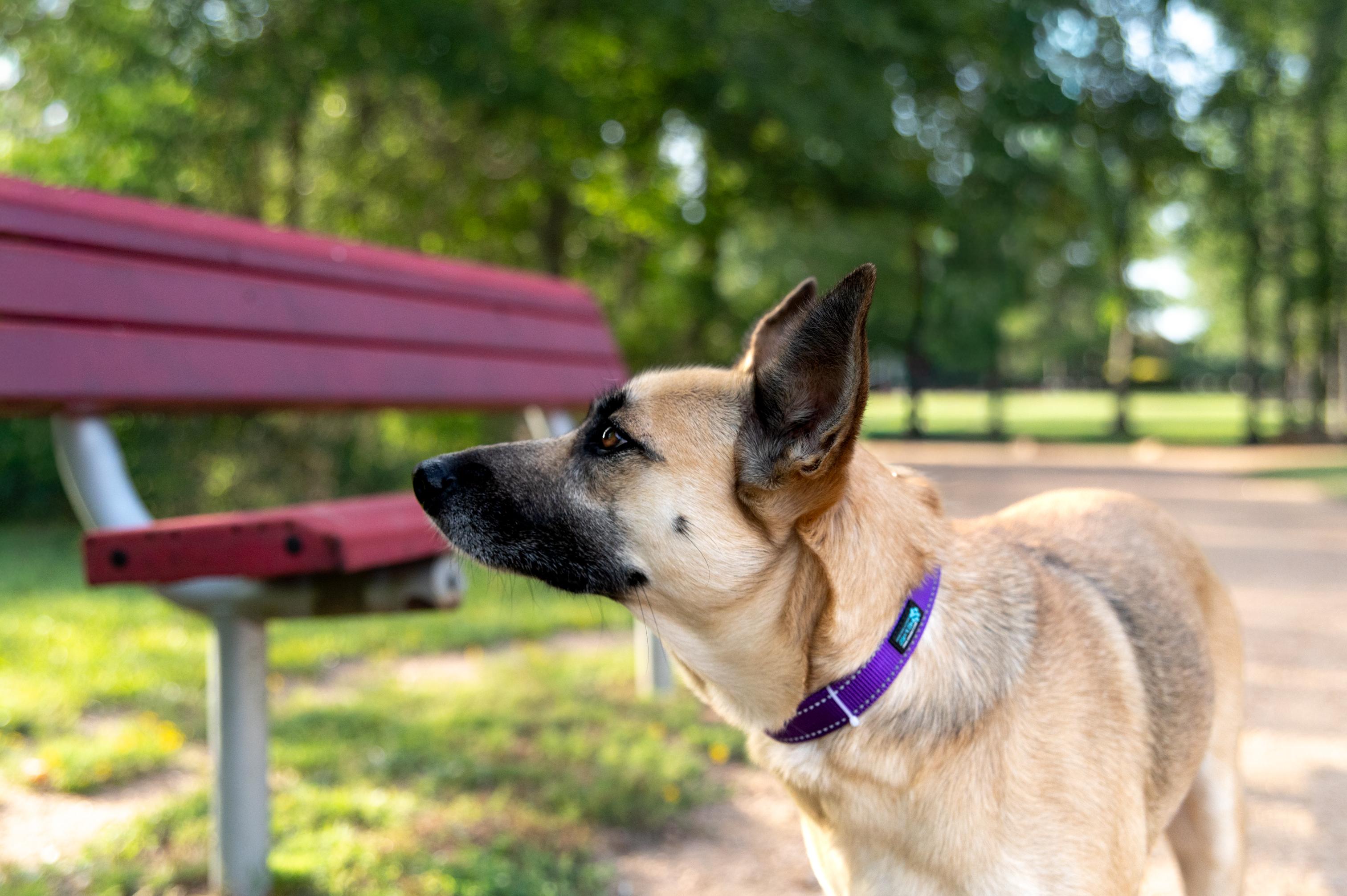 Enlarge Betsie, a Adopted mixed breed in Magnolia, TX image 2/6