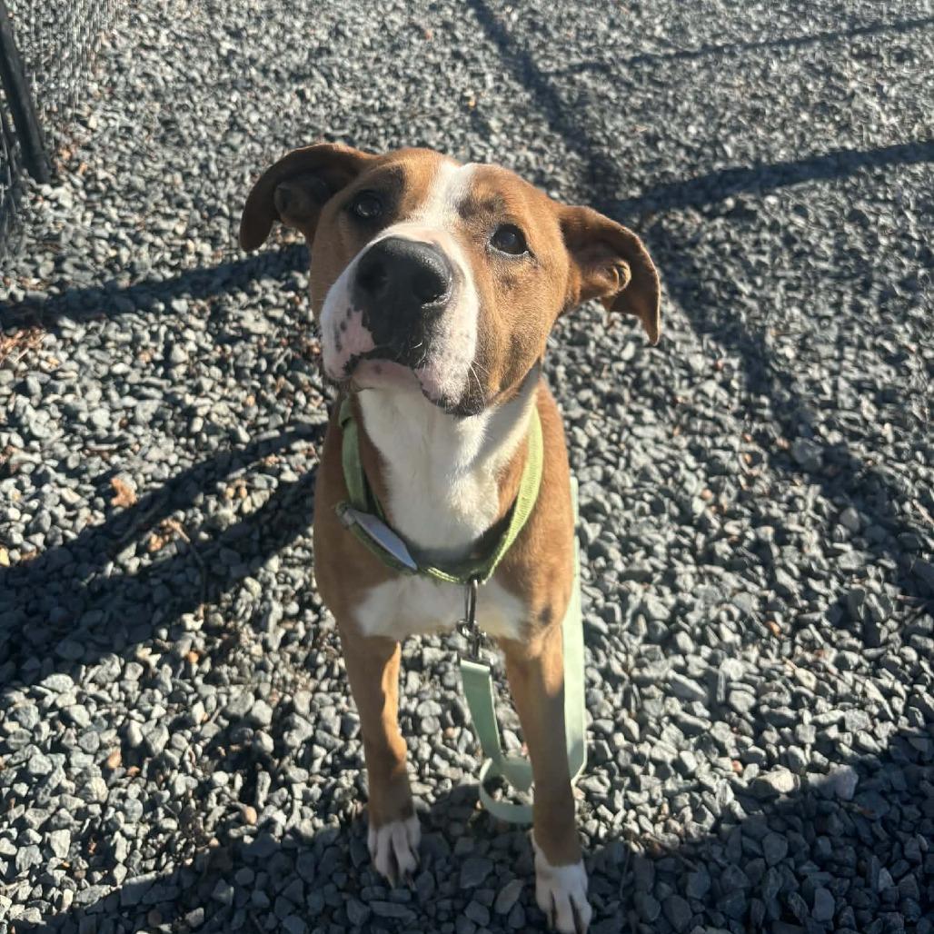 Graham cracker, Adoptable, Adult Male Mixed Breed.