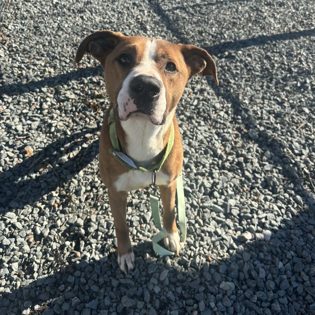 Enlarge Graham cracker, a Adoptable Mixed Breed in Winston-Salem, NC image 2/6