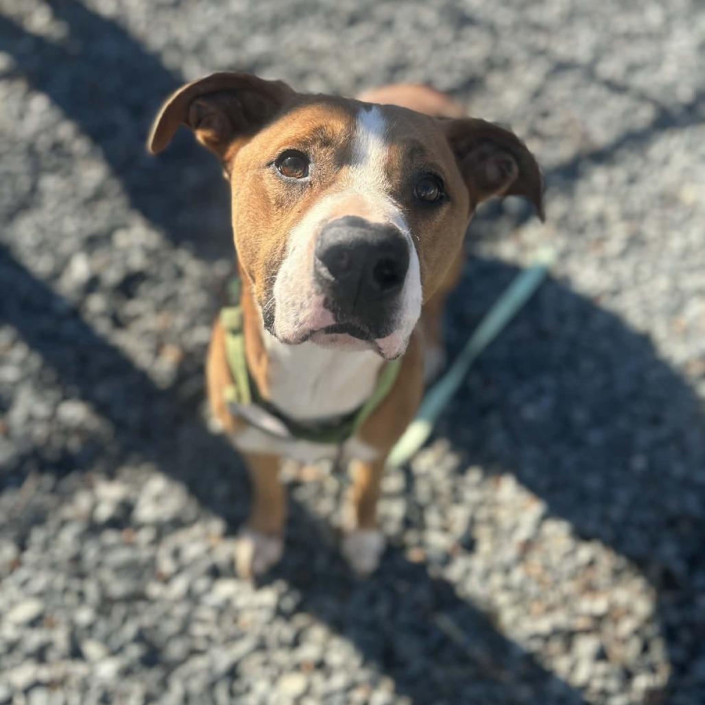 Enlarge Graham cracker, a Adoptable Mixed Breed in Winston-Salem, NC image 3/6