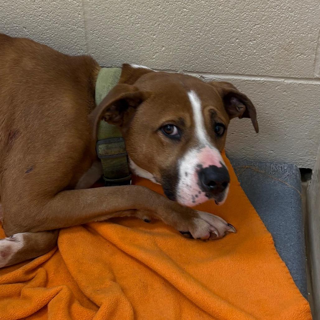 Enlarge Graham cracker, a Adoptable Mixed Breed in Winston-Salem, NC image 4/6