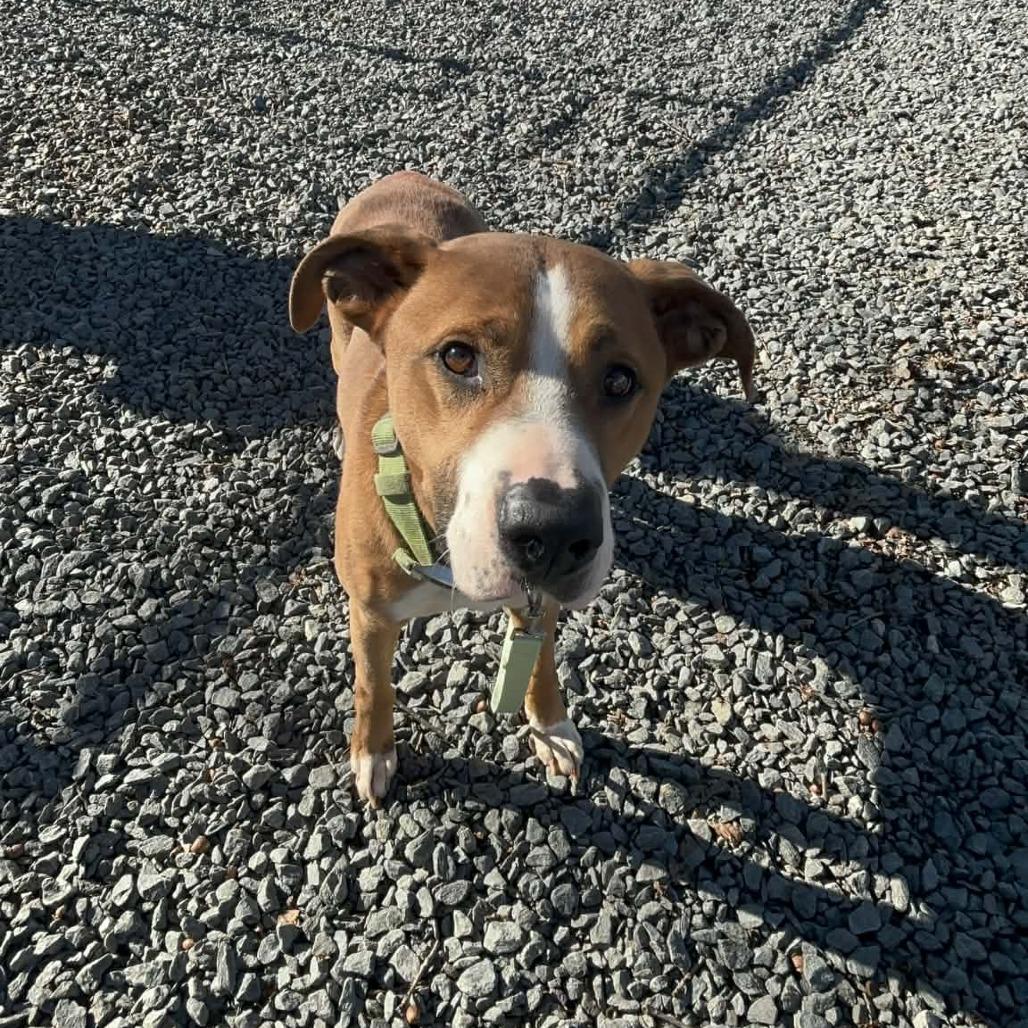Enlarge Graham cracker, a Adoptable Mixed Breed in Winston-Salem, NC image 6/6