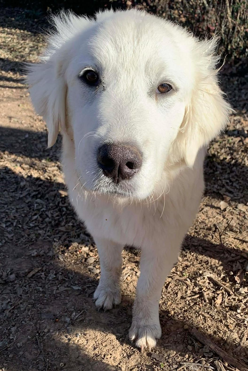 Enlarge Adeline, an adopted mixed breed in Kiowa, OK image 2/6