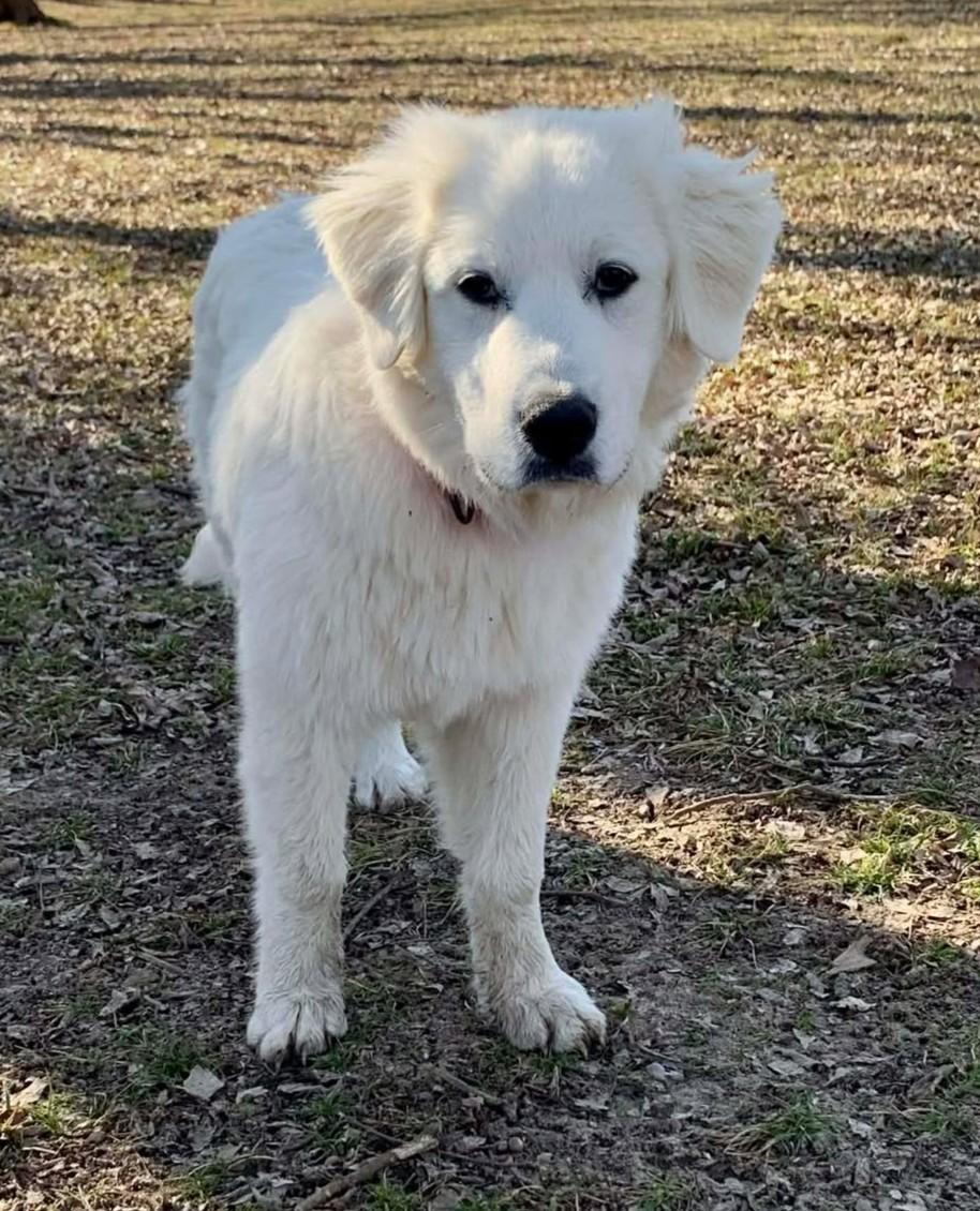 Enlarge Adeline, an adopted mixed breed in Kiowa, OK image 4/6