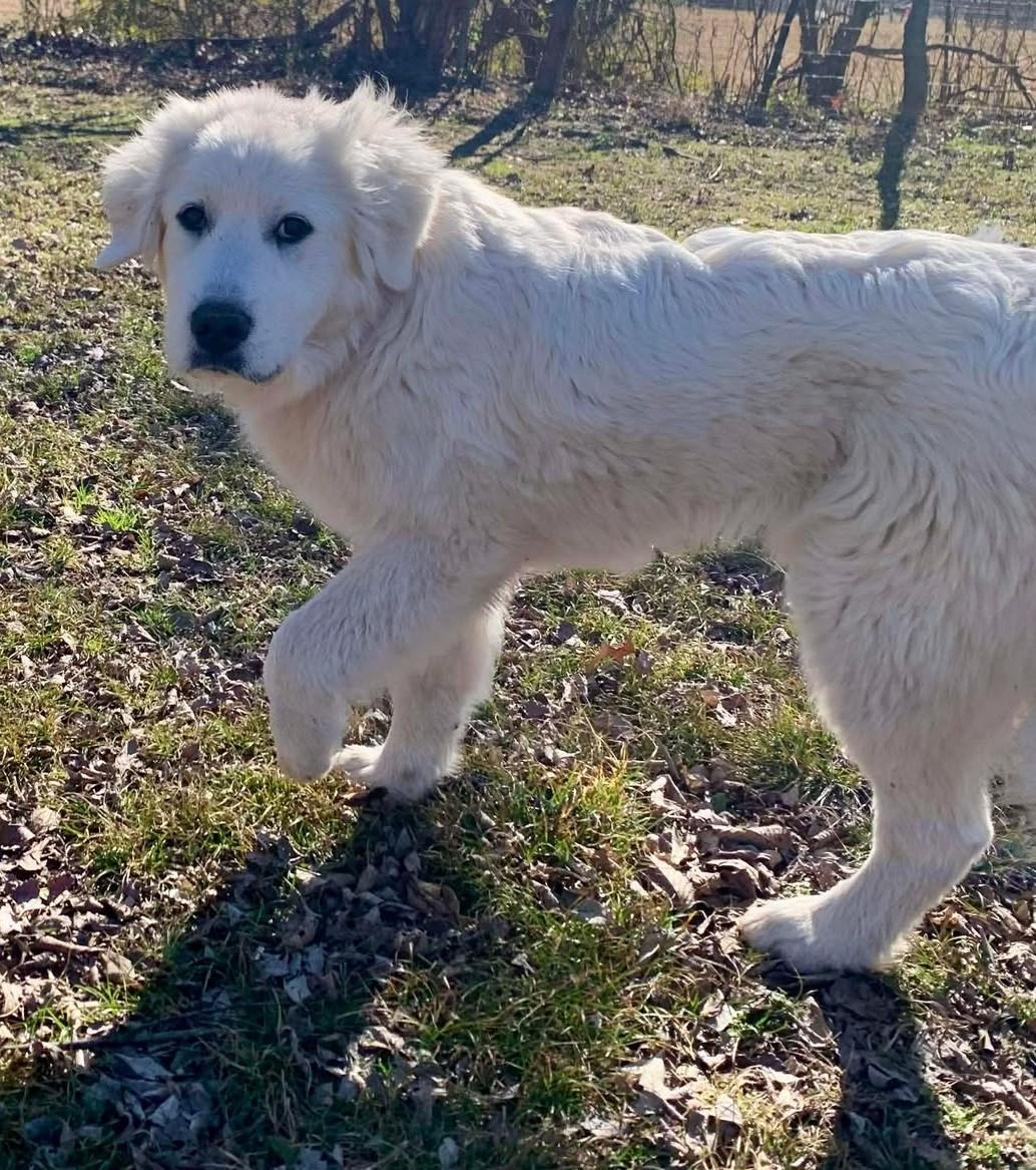 Enlarge Adeline, an adopted mixed breed in Kiowa, OK image 3/6