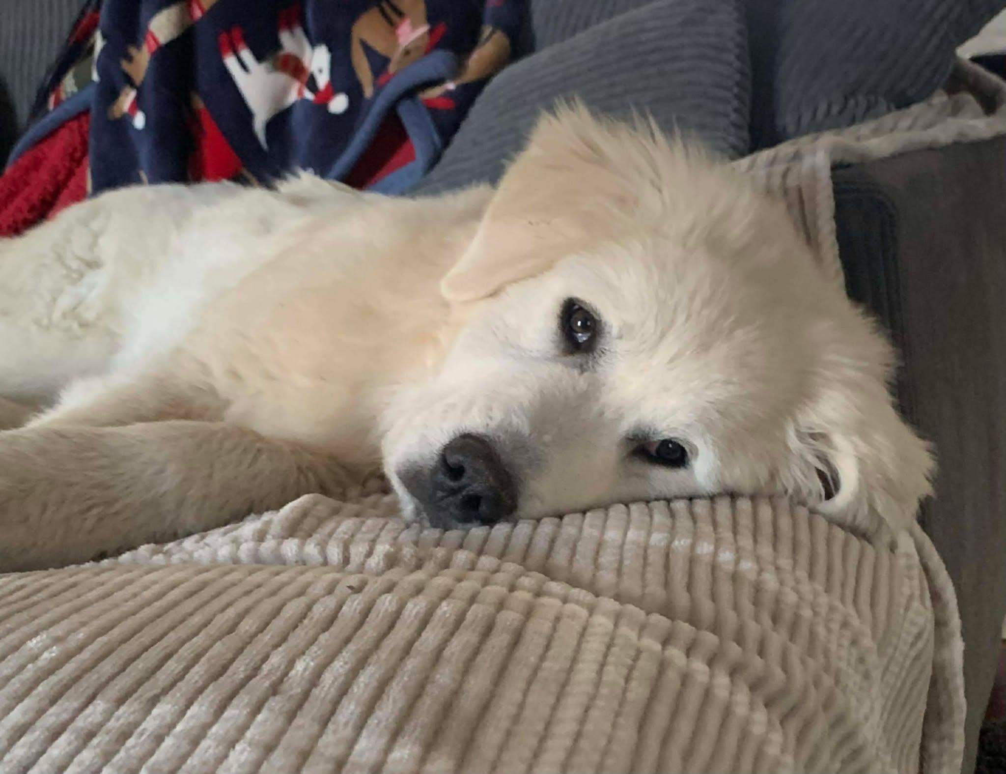 Enlarge Adeline, an adopted mixed breed in Kiowa, OK image 6/6