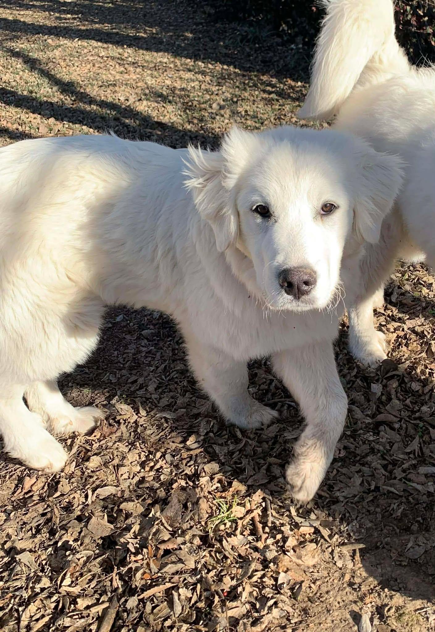 Enlarge Adeline, an adopted mixed breed in Kiowa, OK image 5/6