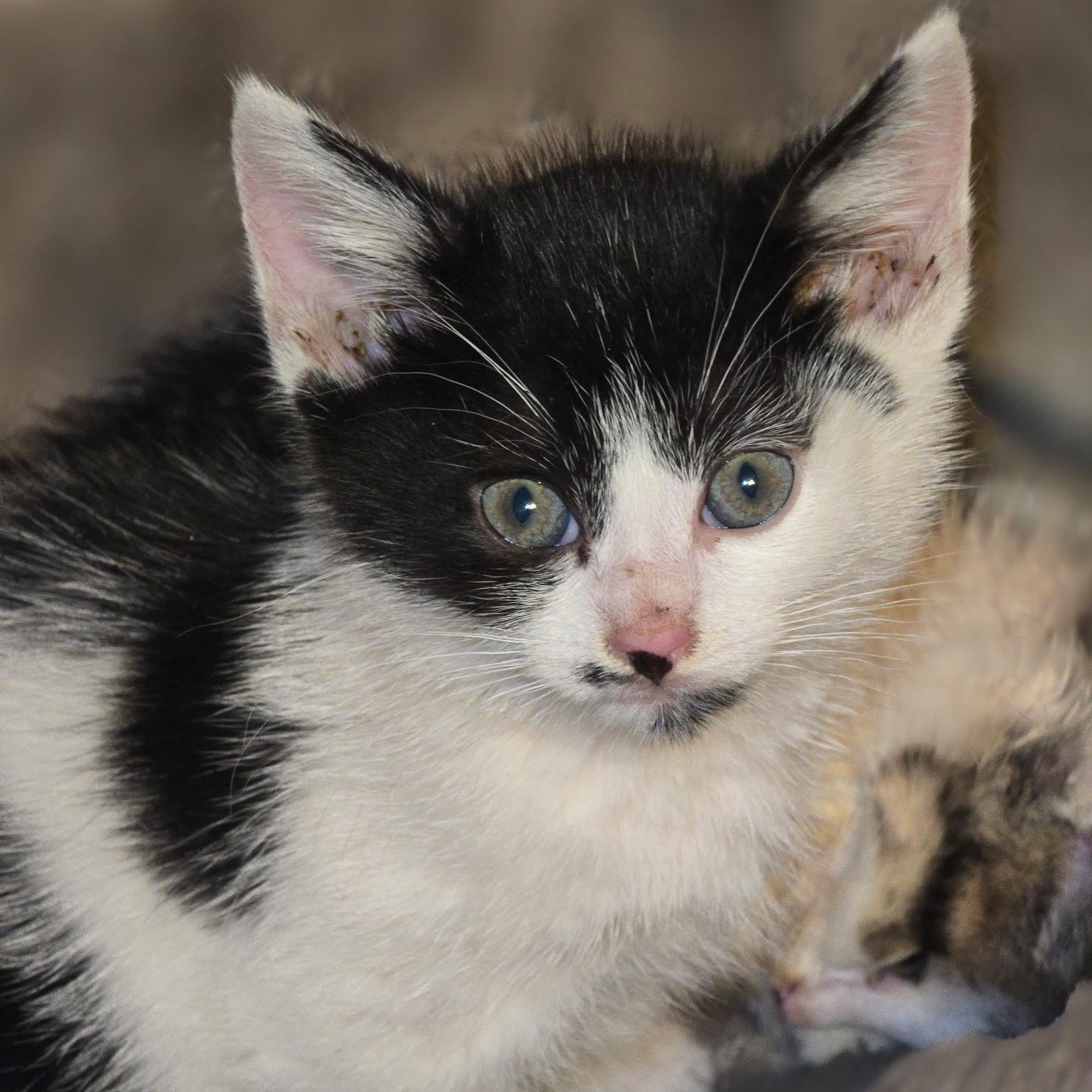 Cheechbonded With Sidney thumbnail 3