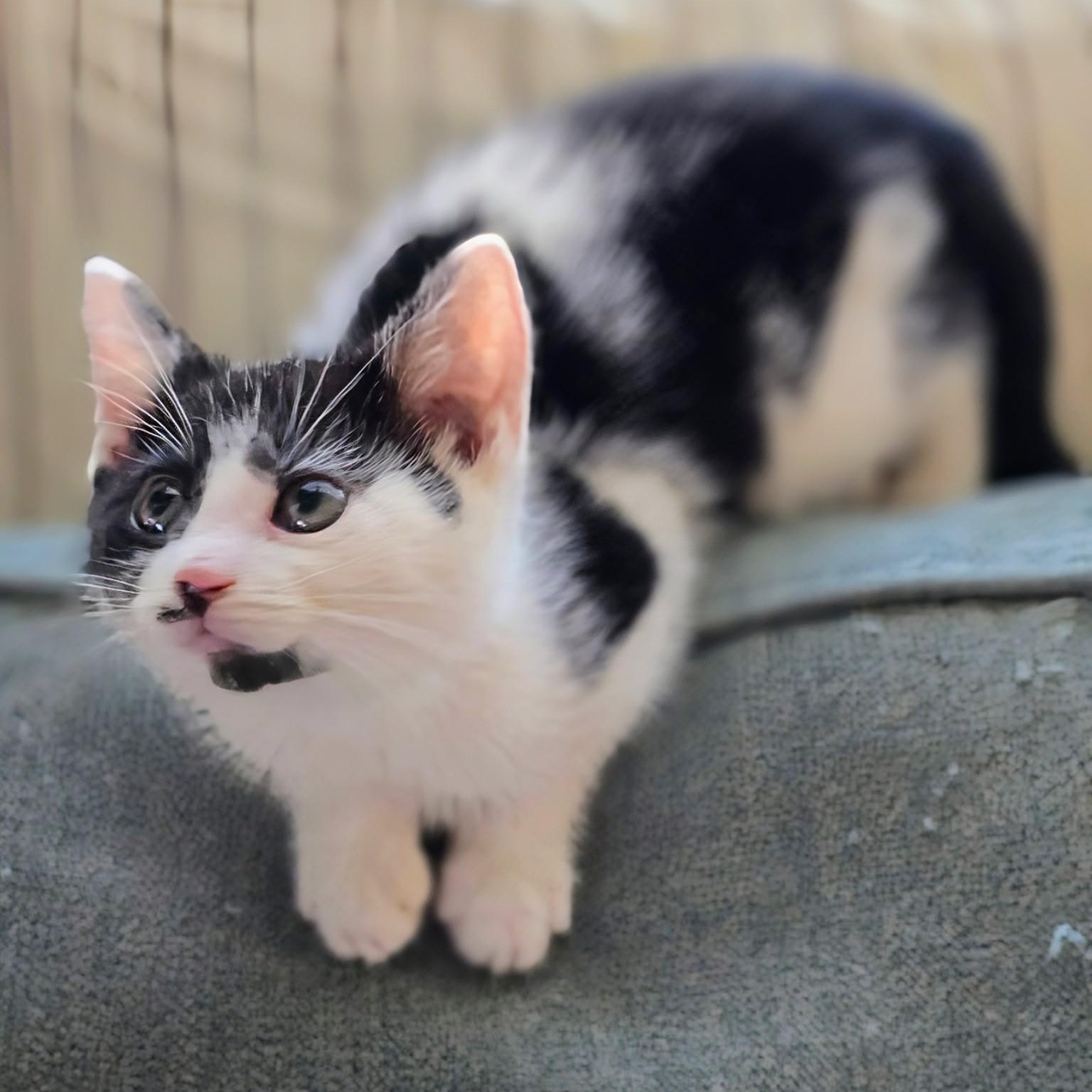 Cheechbonded With Sidney thumbnail 4