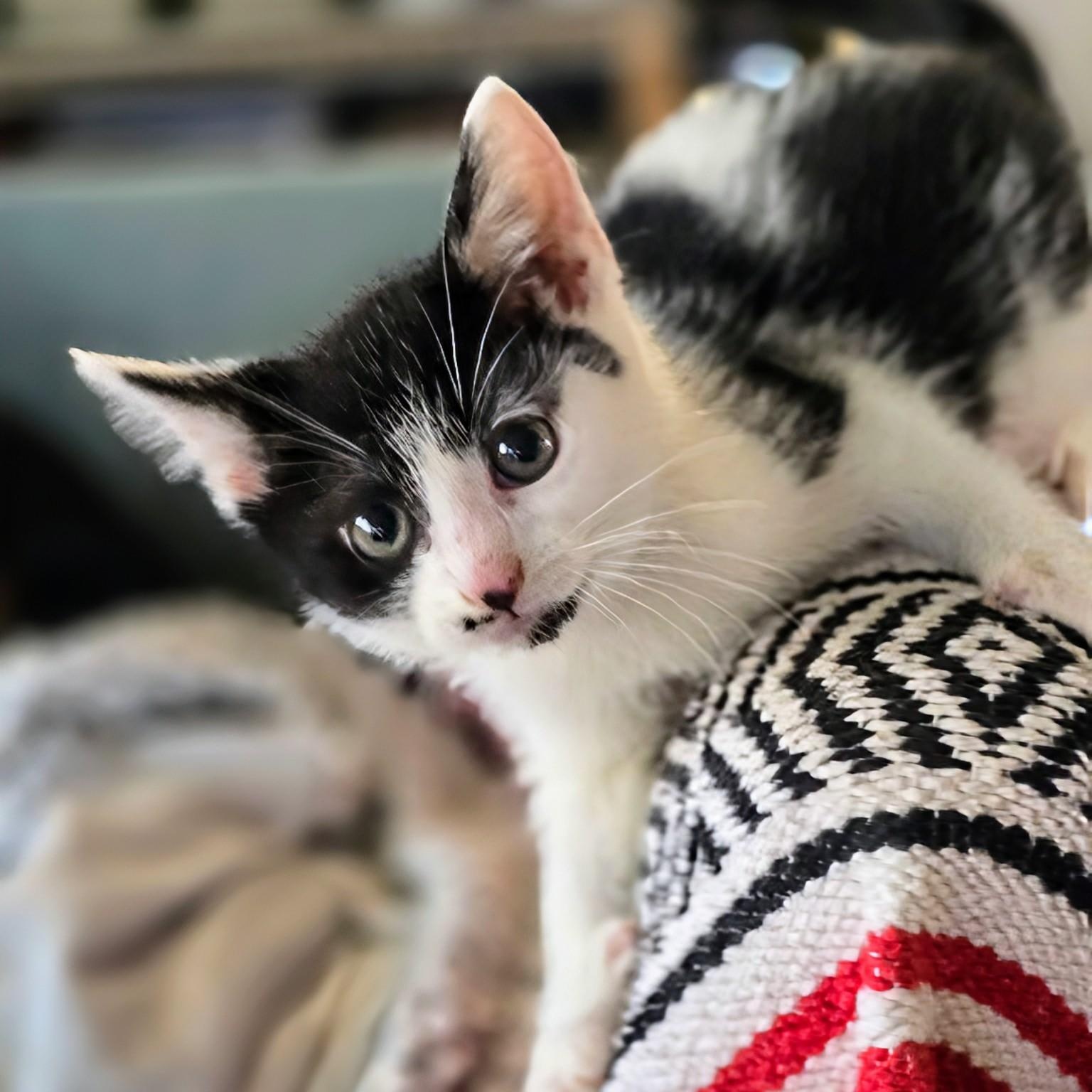 Cheechbonded With Sidney thumbnail 5