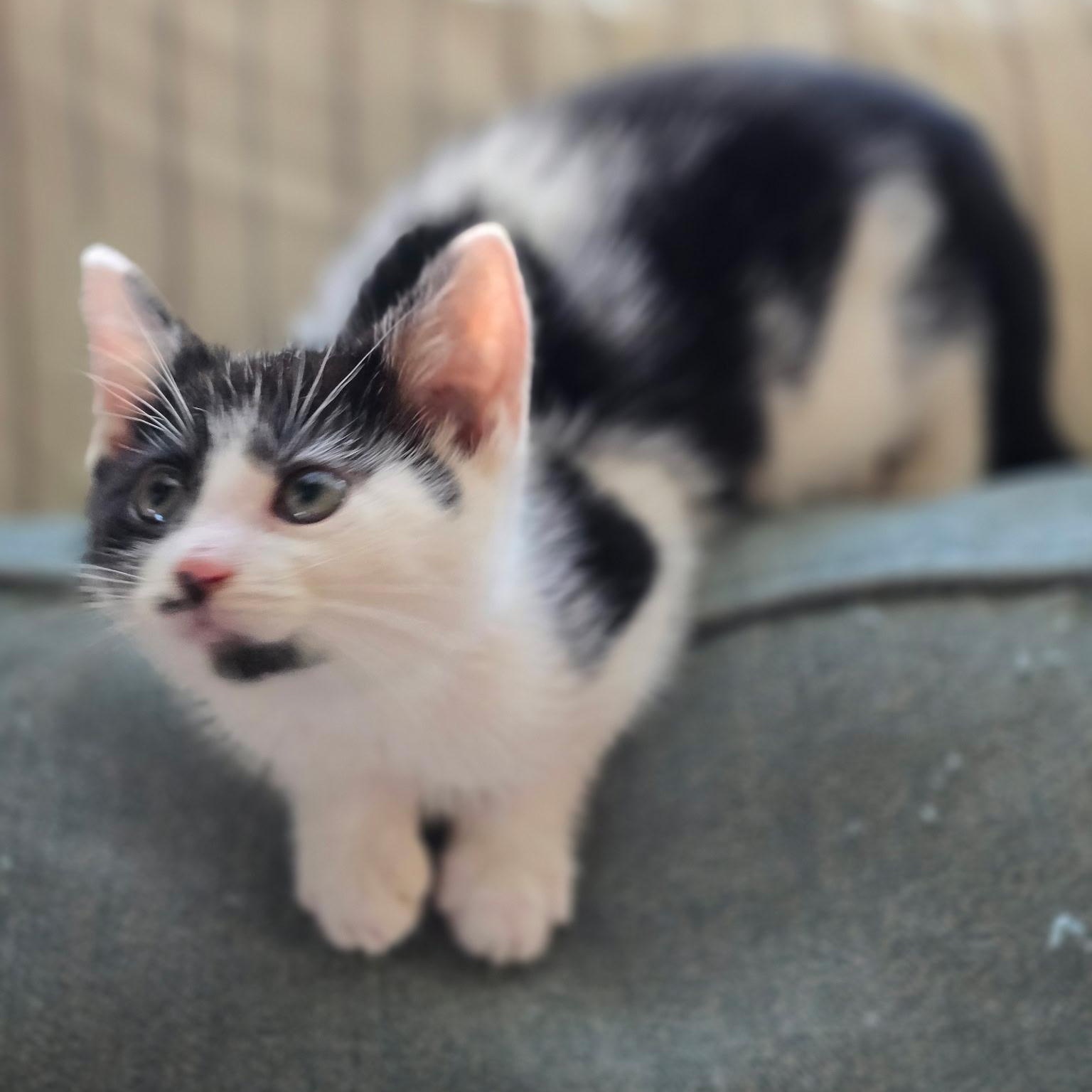 Cheechbonded With Sidney thumbnail 6