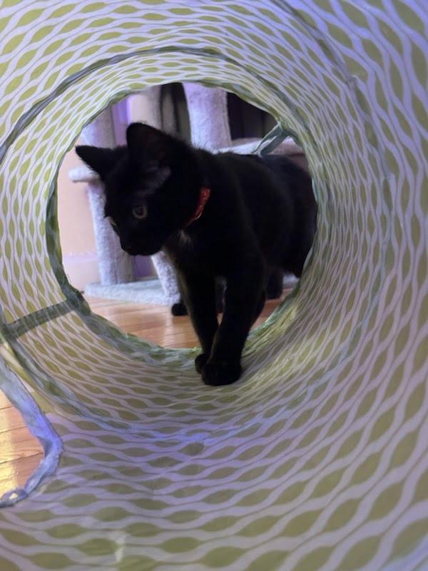 Carlotta Giudicelli, Adopted, Kitten Female Domestic Short Hair.