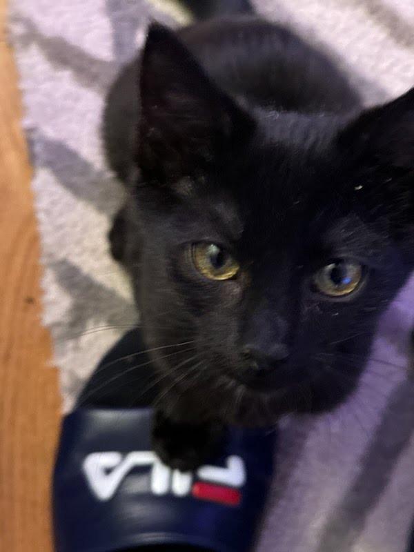 Carlotta Giudicelli, a Adopted mixed breed in Parkville, MD image 2/4