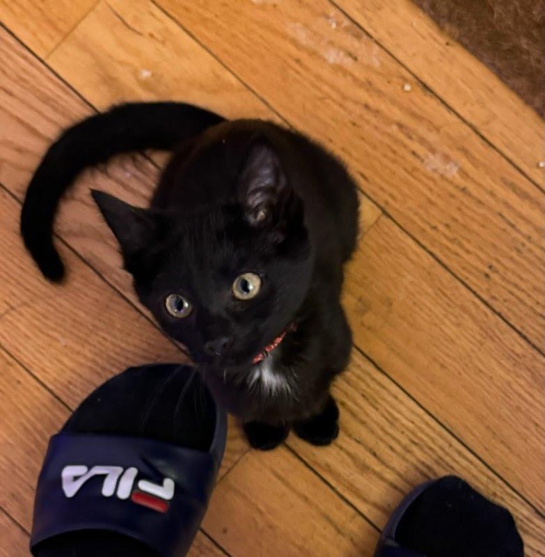 Carlotta Giudicelli, a Adopted mixed breed in Parkville, MD image 4/4