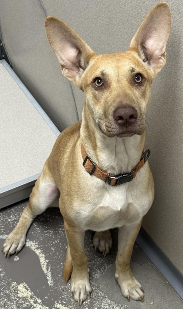 Eddie, Adoptable, Young Male Shepherd.