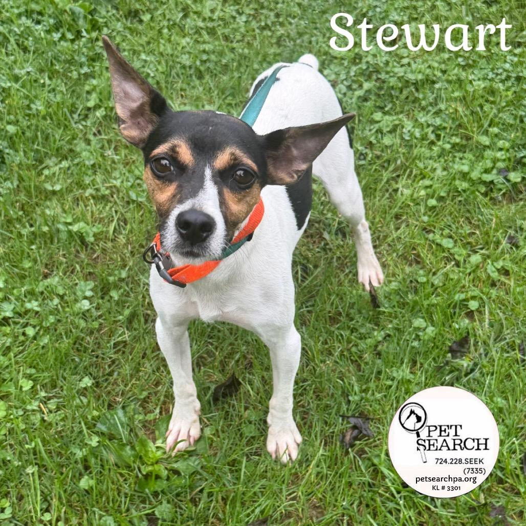 Enlarge Stewart, a Adoptable mixed breed in Washington, PA image 1/1