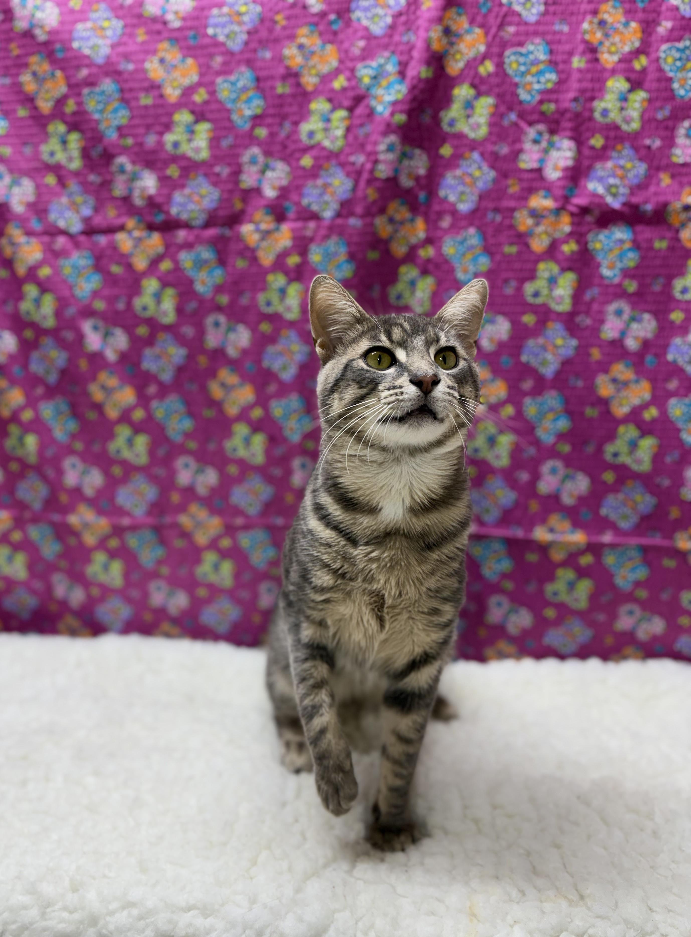 Enlarge Grimm, a Adoptable Domestic Short Hair in Upper Sandusky, OH image 3/3