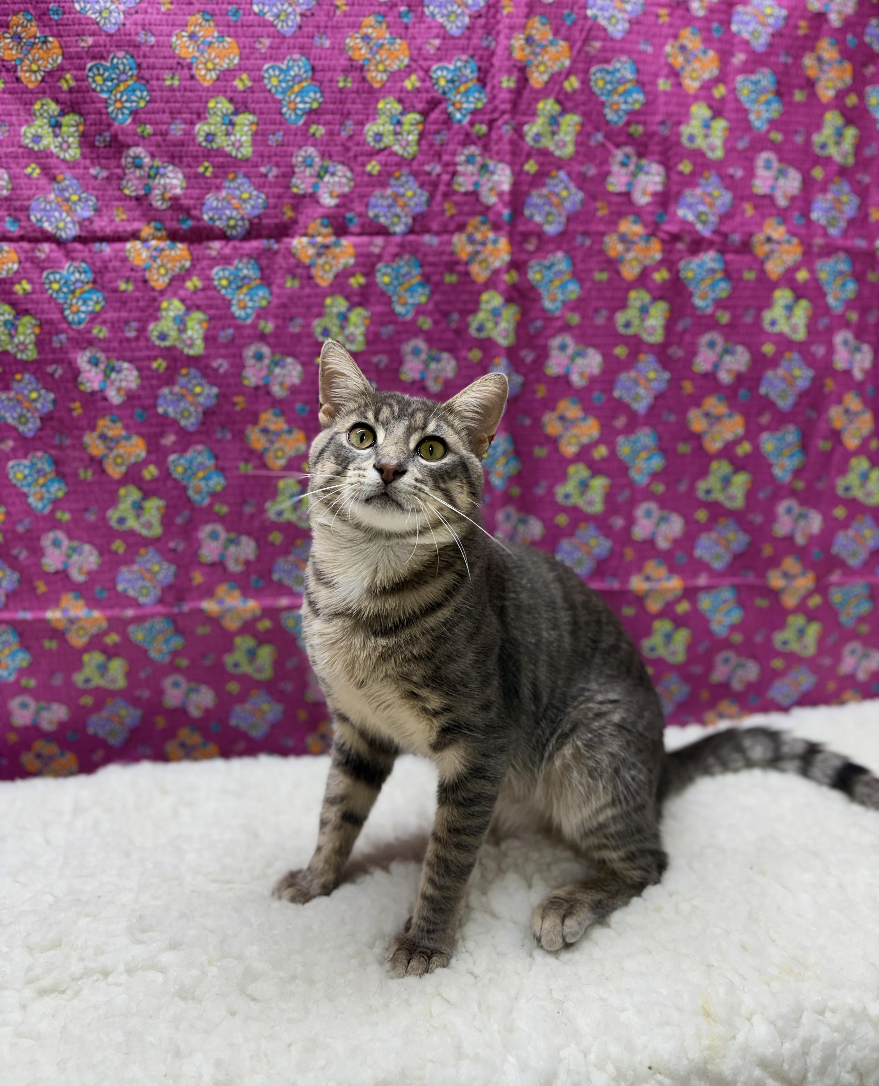 Grimm, Adoptable, Adult Male Domestic Short Hair.