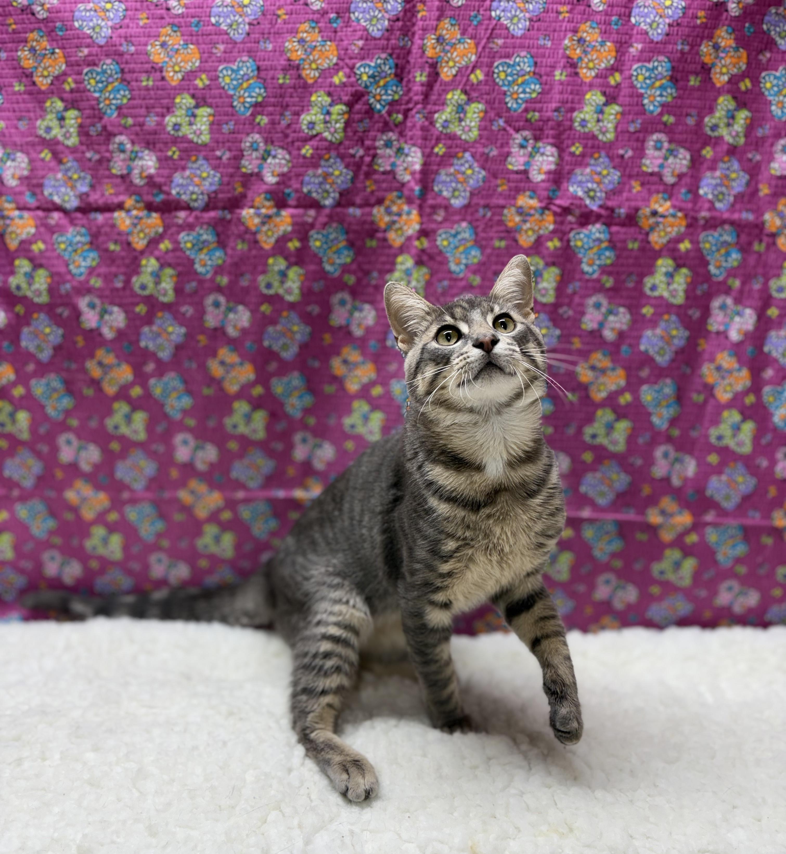 Enlarge Grimm, a Adoptable Domestic Short Hair in Upper Sandusky, OH image 2/3