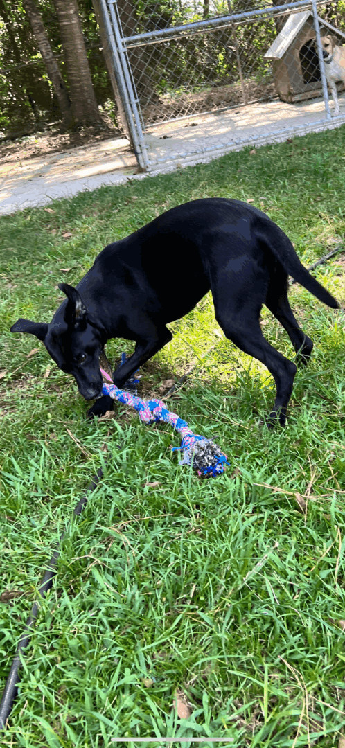 Midnight, Young Female Black Labrador Retriever