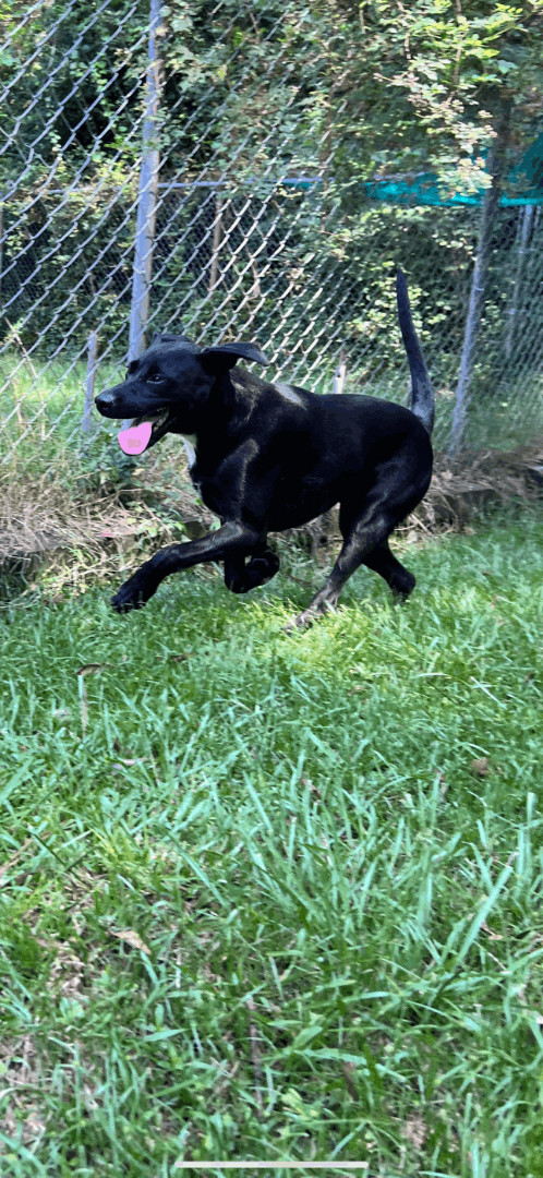 Enlarge Midnight, a Adoptable mixed breed in Laurel, MS image 2/3