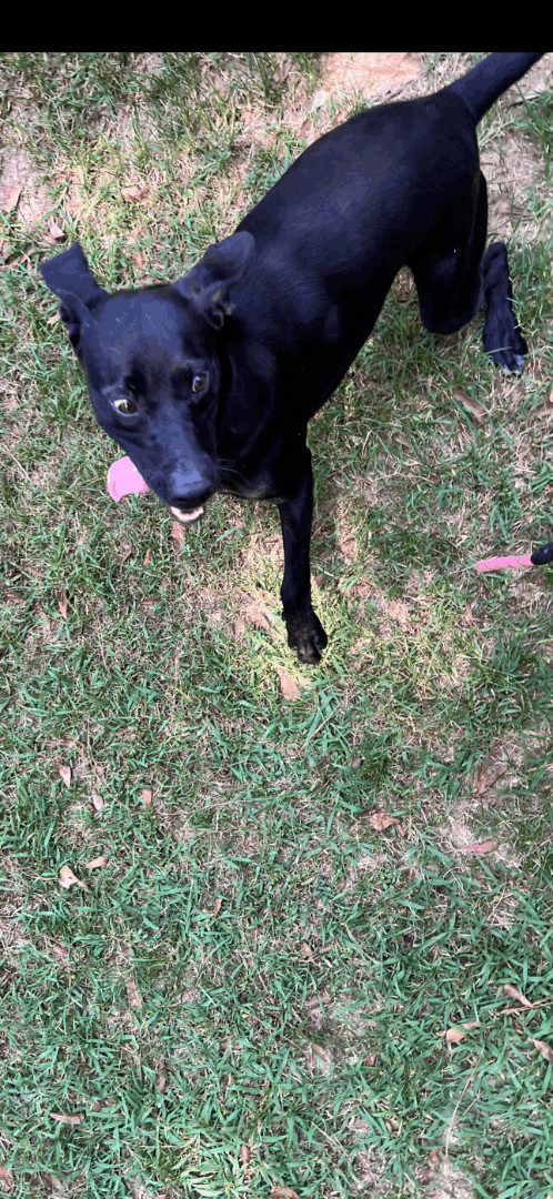 Enlarge Midnight, a Adoptable mixed breed in Laurel, MS image 3/3