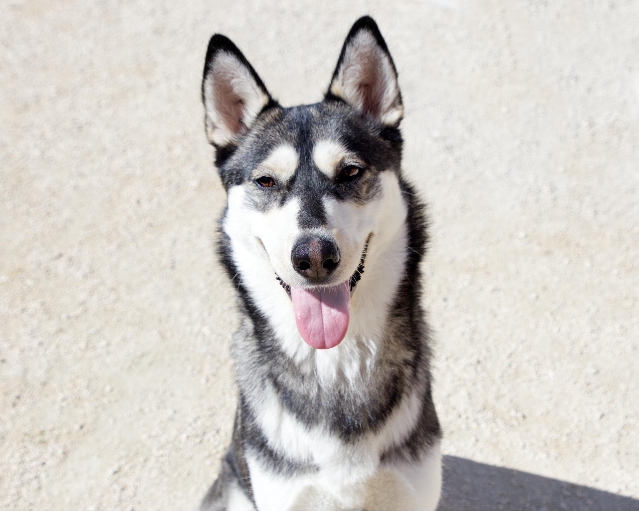 Enlarge Natalie, an adoptable mixed breed in Winnipeg, MB image 1/4