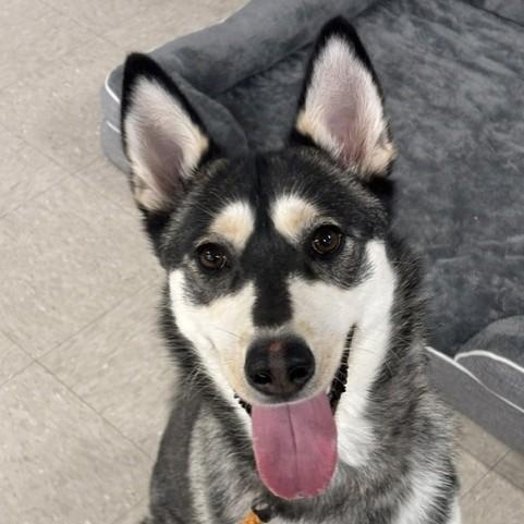 Natalie, an adoptable mixed breed in Winnipeg, MB image 2/2