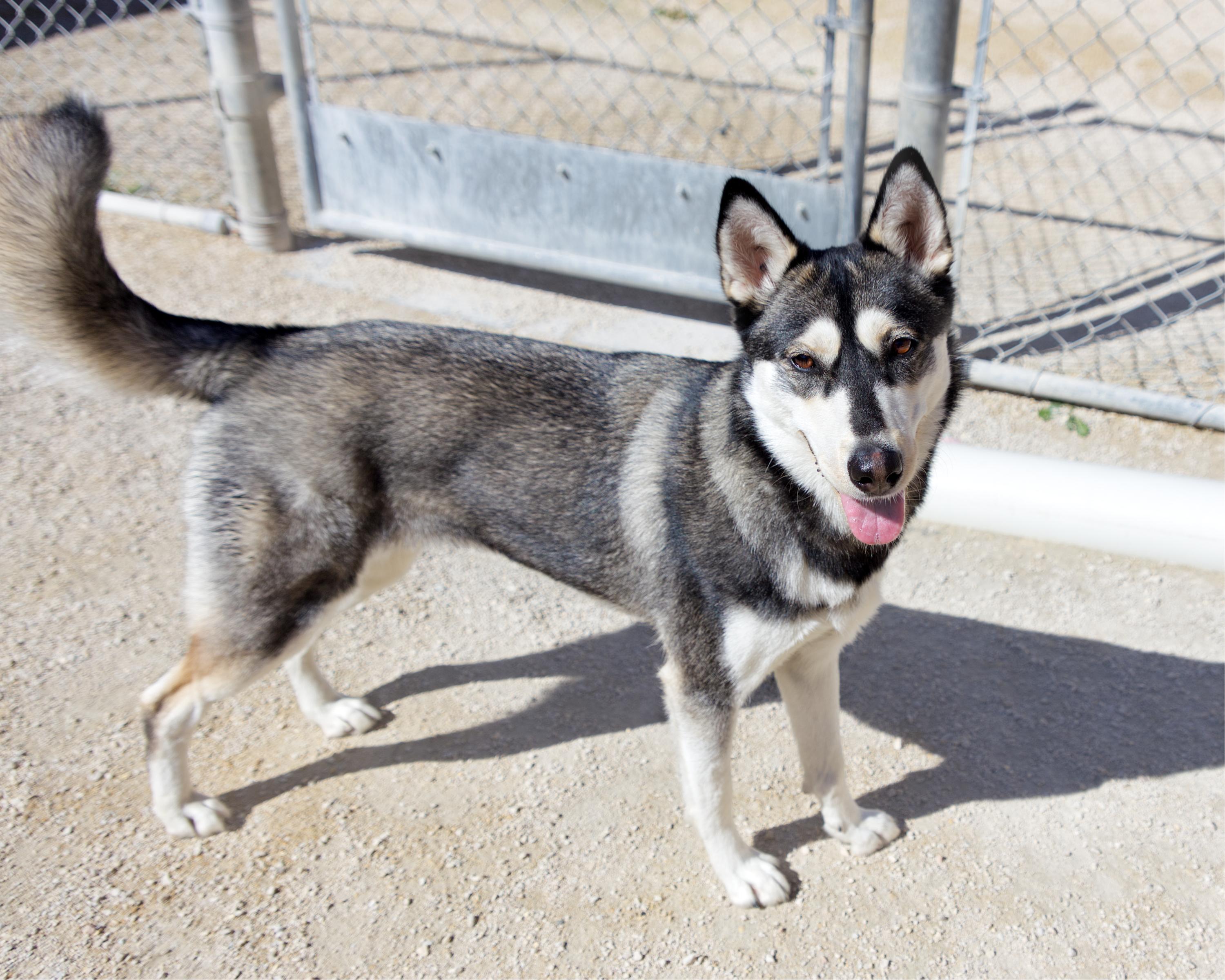 Enlarge Natalie, an adoptable mixed breed in Winnipeg, MB image 2/4