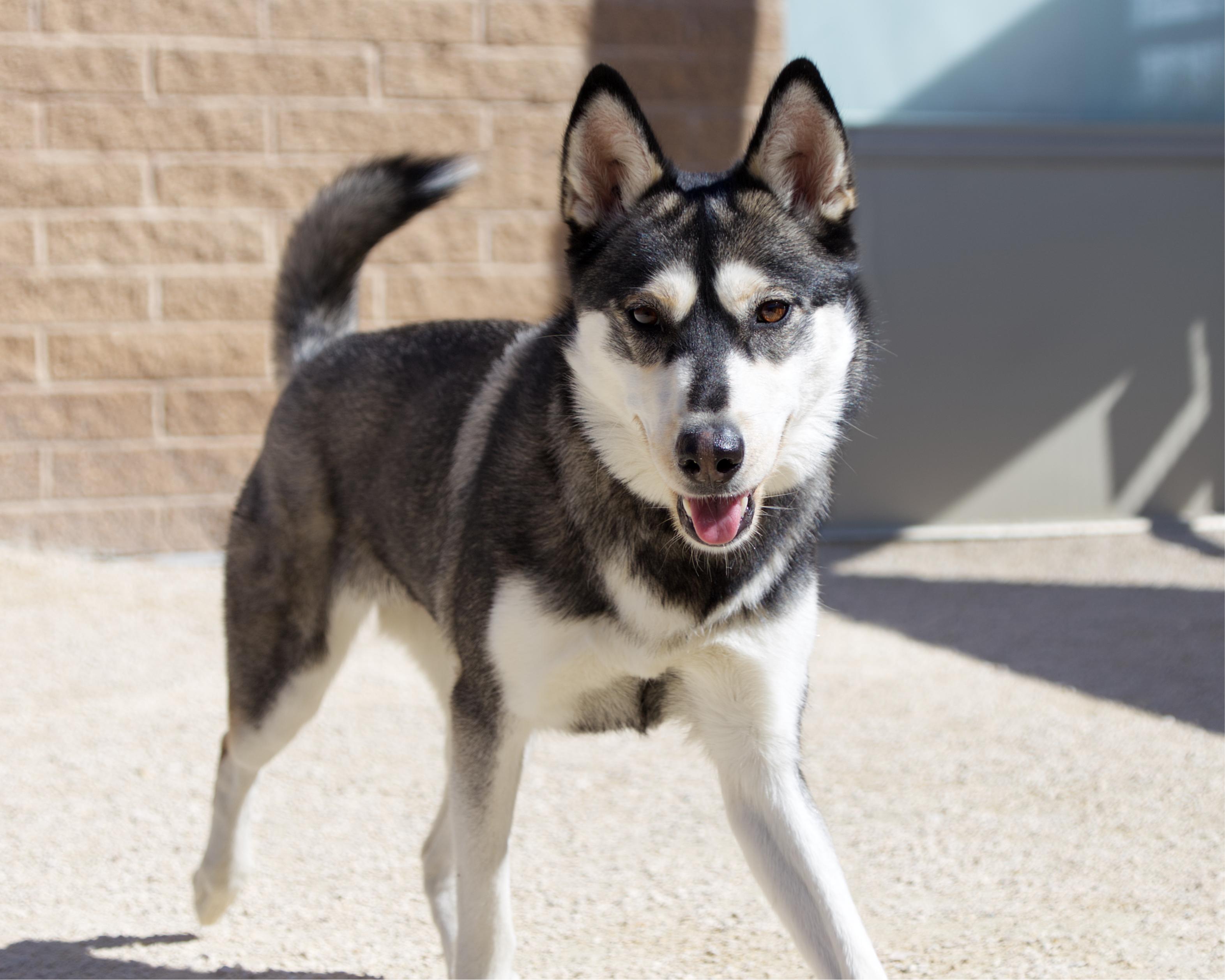 Enlarge Natalie, an adoptable mixed breed in Winnipeg, MB image 3/4